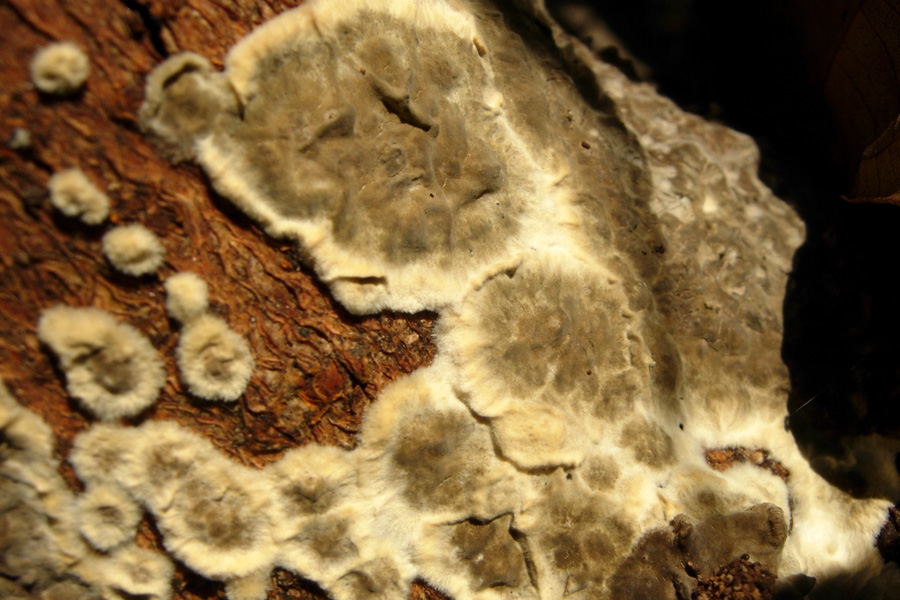 Aphyllophorales in giardino